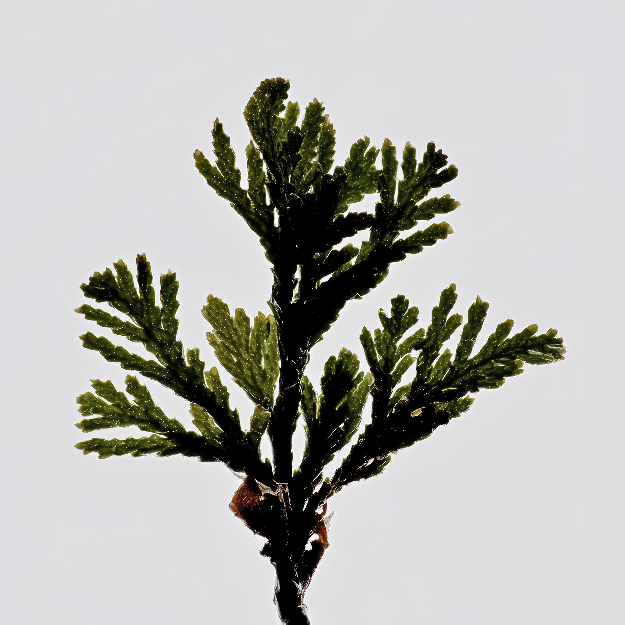 Close-up of a cypress branch, highlighting the woody fragrance note featured in the Marie-Stella-Maris No.05 Bergamot Leaf limited edition summer scent.